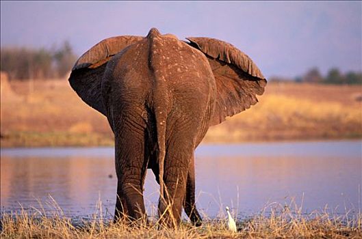 津巴布韦,西部,省,湖,水,住宿,大象