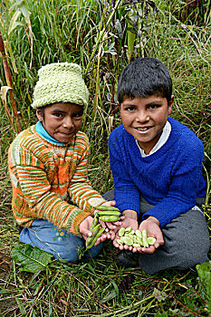 孩子,收获,蚕豆,省,秘鲁,南美,慈善