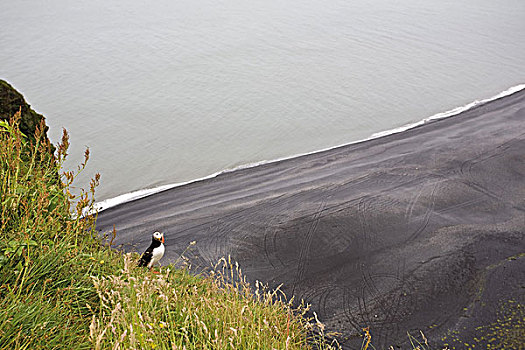 角嘴海雀,休息,山,远眺,黑沙,海滩,半岛,冰岛