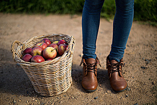 下部,人,站立,苹果,柳条篮,地点,农场