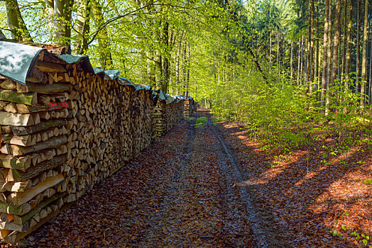 木柴,堆积,林中小径,奥登瓦尔德,黑森州,德国