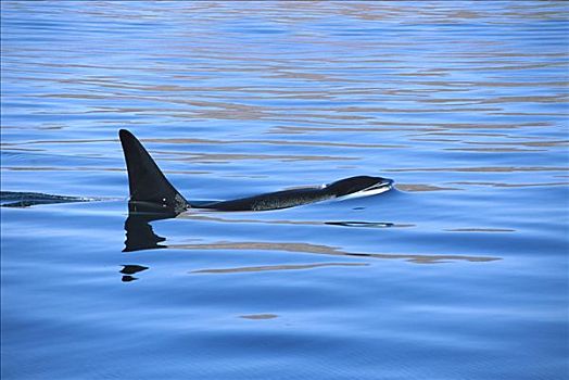 逆戟鲸,加利福尼亚湾,墨西哥