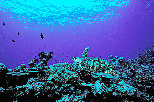巴布亚新几内亚,海龟,游泳,水下视角