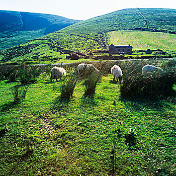 绵羊,放牧,丁格尔半岛,凯瑞郡,爱尔兰