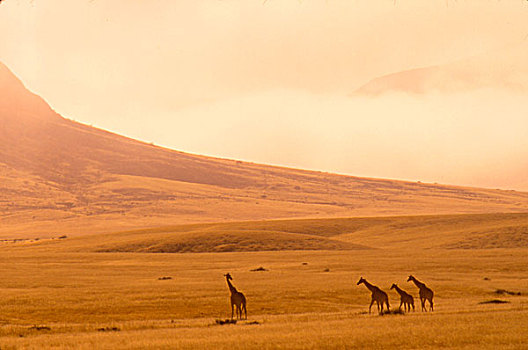 非洲,纳米比亚,骷髅海岸,荒芜,长颈鹿,雾气
