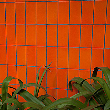 植物,靠近,橙色,墙壁