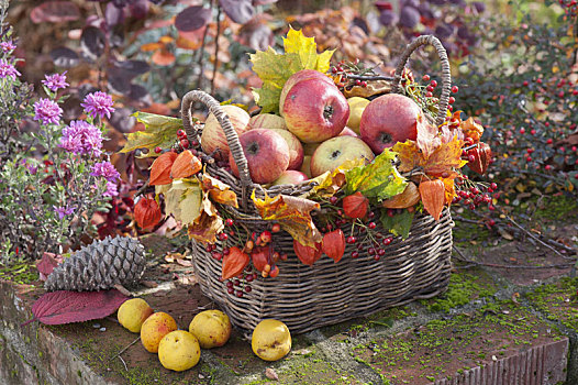 秋天,篮子,苹果,装饰,枫树,叶子