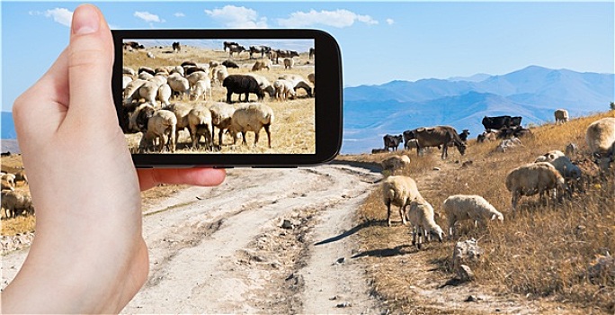 旅游,照片,羊群,放牧,亚美尼亚