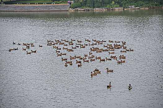 鴨，公園，池塘，養(yǎng)殖，岸邊，飛翔，展示