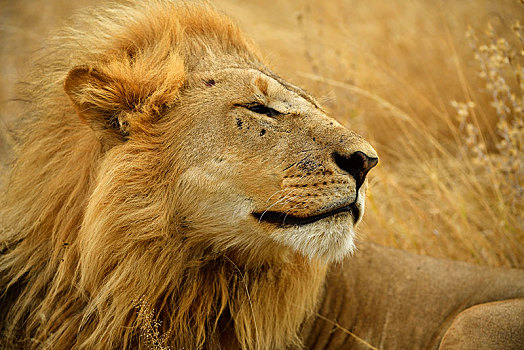 狮子,雄性,动物,莫瑞米,国家公园,野生动植物保护区,奥卡万戈三角洲,博茨瓦纳,非洲
