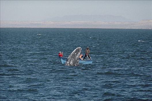 游客,注视,灰鲸,北下加利福尼亚州,墨西哥