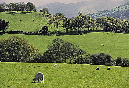 英国,威尔士,绿色,景色,靠近
