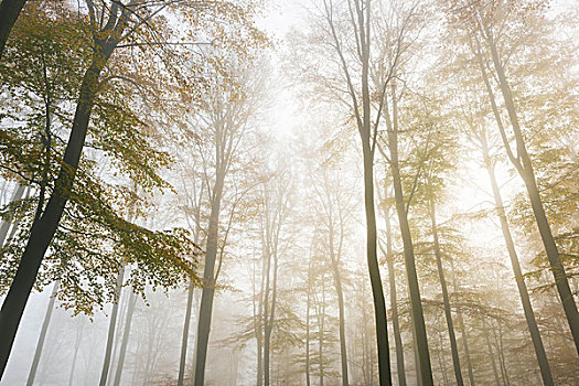 欧洲山毛榉,树林,雾气,施佩萨特,巴伐利亚,德国