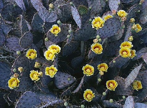 仙人掌,开花,奇瓦瓦沙漠,墨西哥