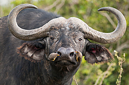 南非水牛,非洲水牛,雄性动物,黄嘴娟,一对,挑选,昆虫,鼻孔,牧场,肯尼亚