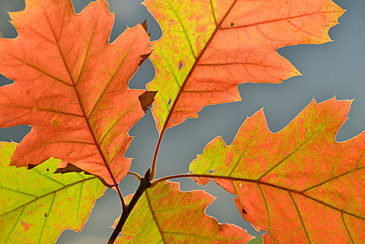 北方红栎,北美红栎,枝条,秋叶,北莱茵威斯特伐利亚,德国,欧洲
