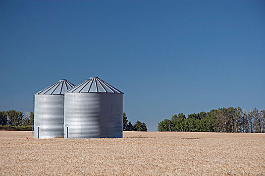 艾伯塔省,加拿大,两个,金属,谷物,成熟,麦田