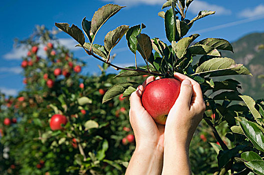 挑选,红色,苹果,树,苹果园,特兰迪诺,南蒂罗尔,意大利,欧洲