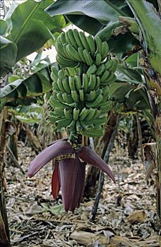 芭蕉属植物,花,帕尔玛,加纳利群岛,西班牙
