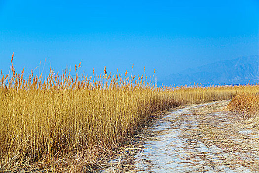 冬季路边繁茂枯黄的芦苇