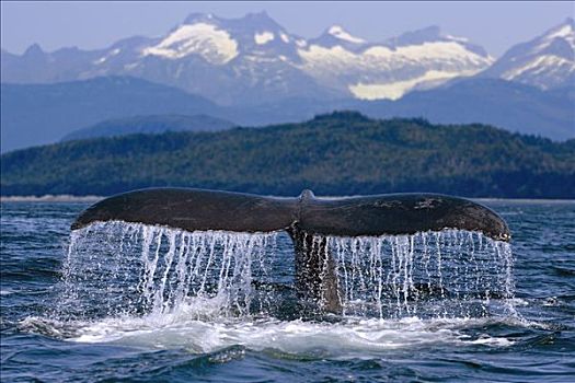 驼背鲸,尾部,水面,阿拉斯加,东南部,夏天