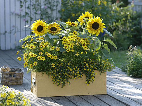 黄色,盒子,向日葵属,金鸡菊属,金色,块