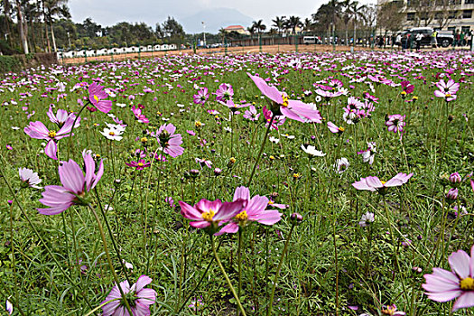 格桑花