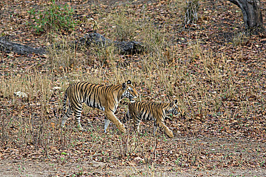 孟加拉虎,虎,母亲,老,幼兽,走,班德哈维夫国家公园,印度