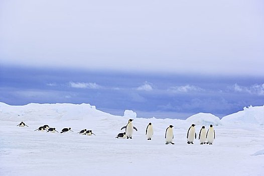 帝企鹅,雪,山,岛屿,南极