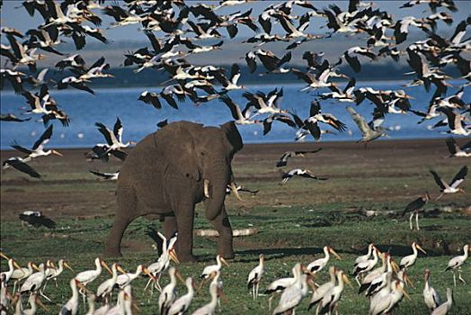 非洲象,成群,鹳,鹮鹳属,朱鹭,塞伦盖蒂国家公园,坦桑尼亚