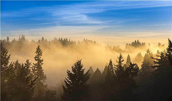 浓厚,雾,上方,树,蓝天