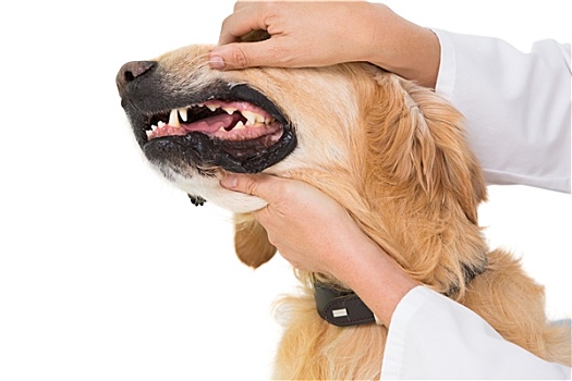 兽医,检查,牙齿,可爱,狗