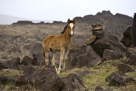 马,复活节岛,智利