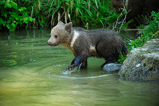 棕熊,幼兽,4个月,走,水,动物园,苏黎世,瑞士,欧洲