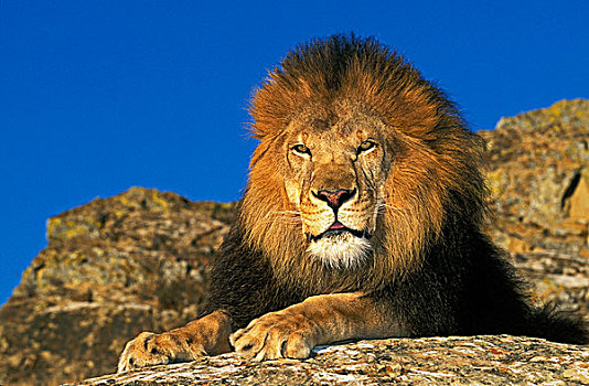 非洲狮,狮子,雄性,卧,岩石上