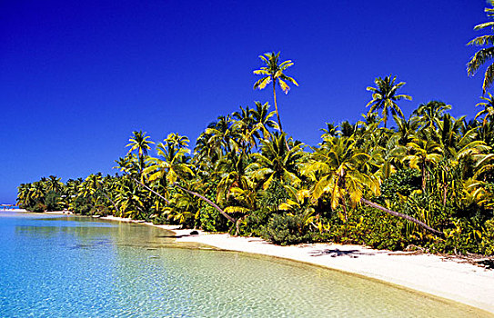 棕榈树,排列,海滩,库克群岛