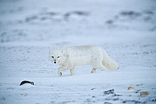 北极狐,苔原,丘吉尔市,曼尼托巴,加拿大
