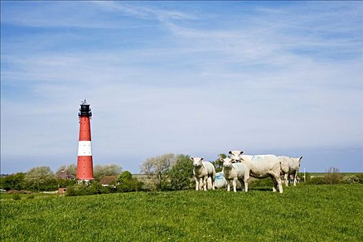 绵羊,靠近,灯塔,北方,石荷州,德国,欧洲