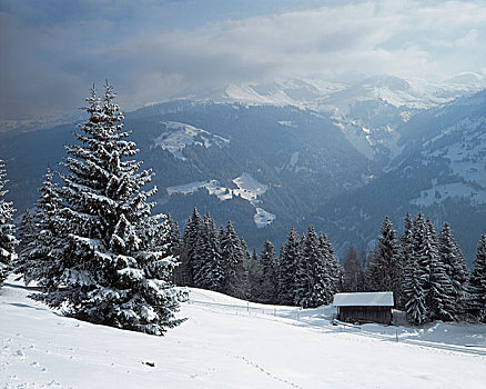 农场,雪景,瑞士
