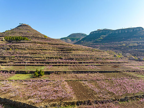 山东蒙阴岱崮地貌桃花盛开