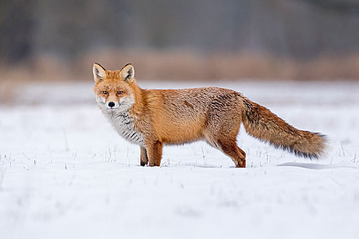 红狐,狐属,雪地,冬季风景,饲养,季节,中间,生物保护区,萨克森安哈尔特,德国,欧洲