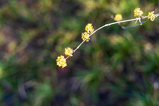 玉兰花及山茱萸花