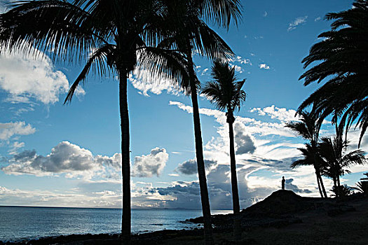 剪影,棕榈树,海滩,阴天