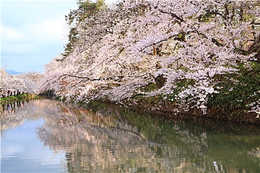 护城河,樱花