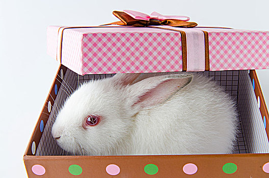 白色,兔子,礼盒,复活节,概念