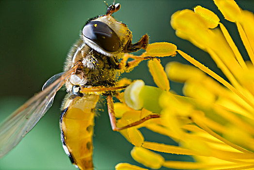 蜜蜂001