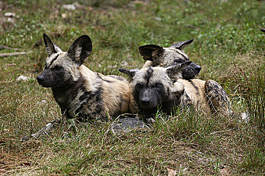非洲野狗,非洲野犬属,成年,卧,草地