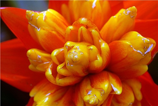 黄色,橙色,凤梨科植物,花