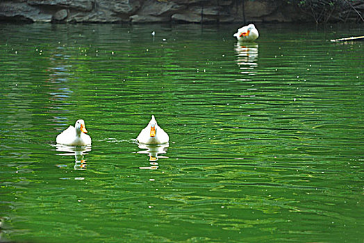 三只白色的鸭子