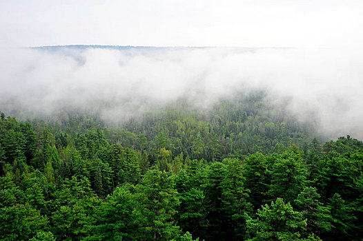 雾中,伊春,风光,五营,国家地质公园,图片